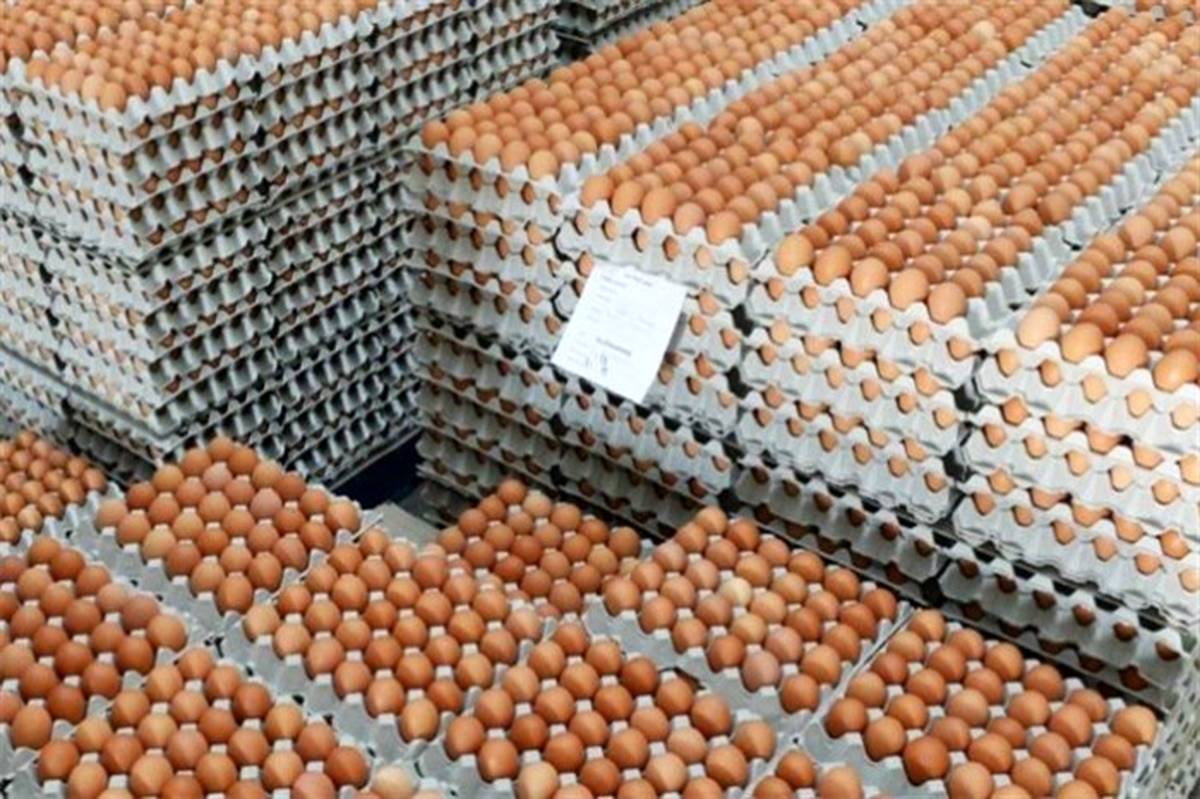 توزیع تخم مرغ با قیمت مصوب درالبرز
