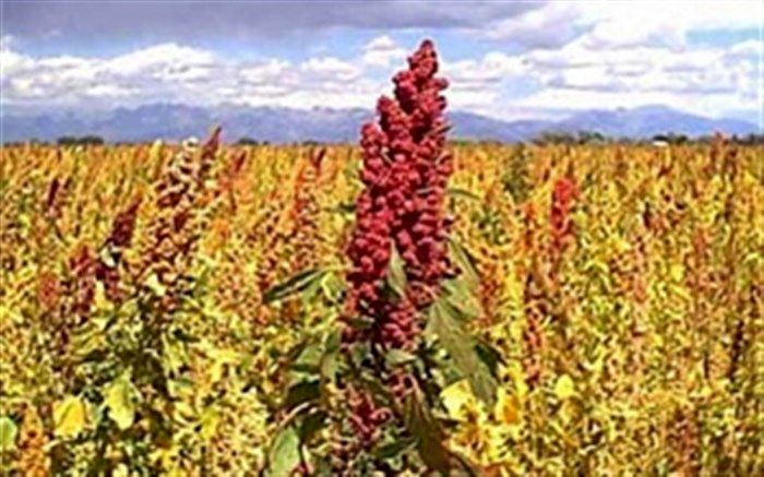 کشاورز سروستانی رکوردار تولید کینوا در فارس