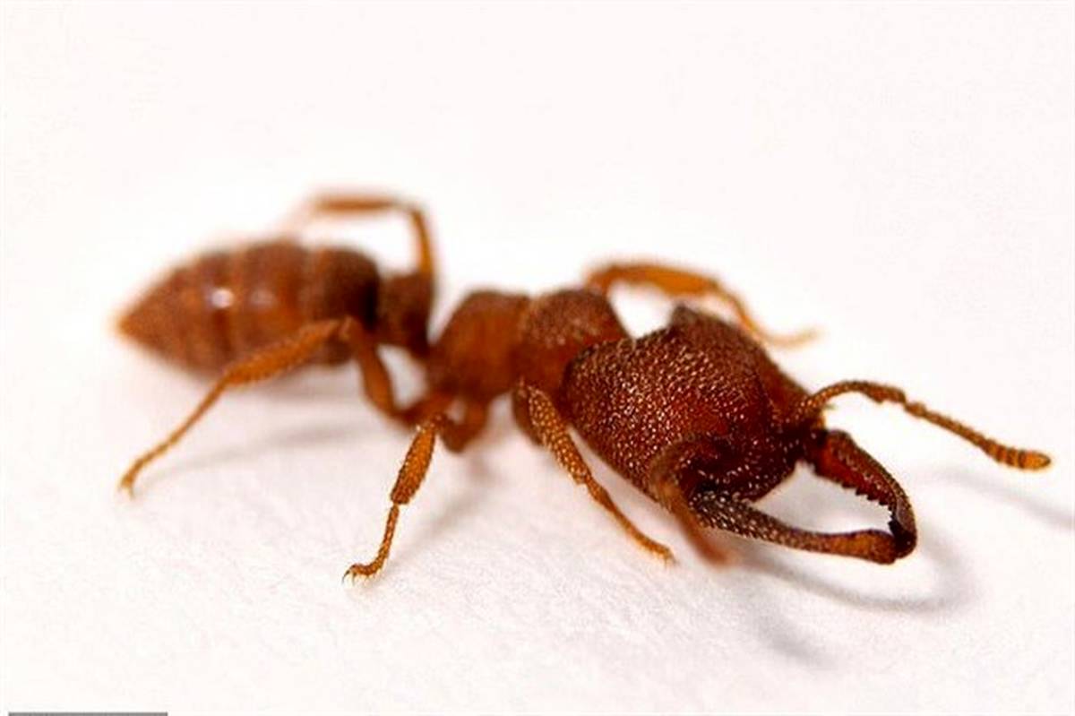 مورچه دراکولا؛ سریع‌ترین حیوان روی زمین با سرعت ۳۲۱ کیلومتر +عکس