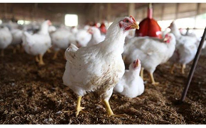 ثبت رکوردی جدید برای قیمت مرغ