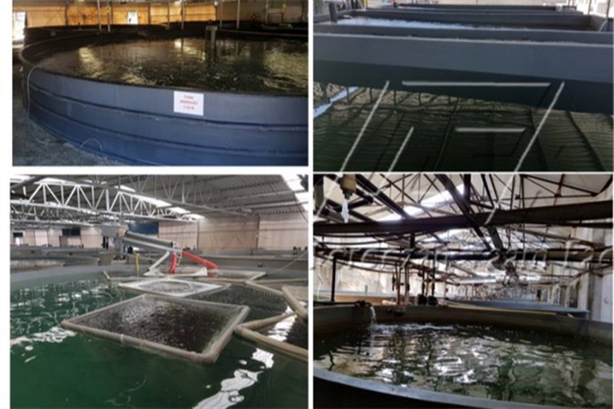 راه اندازی خط تولید قفس توری پرورش ماهی در البرز