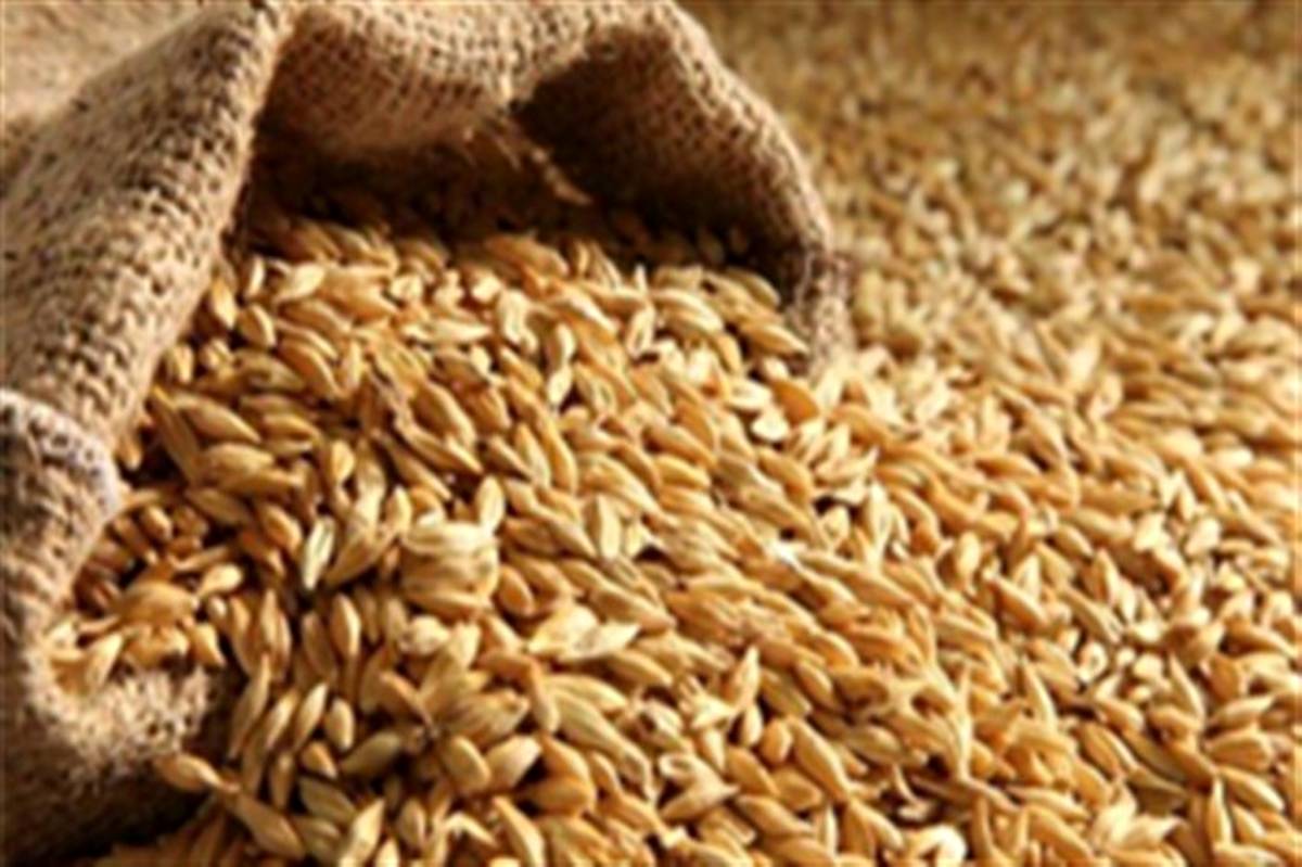 پیش‌بینی تولید ۱۳.۵ میلیون تن گندم در سال آینده