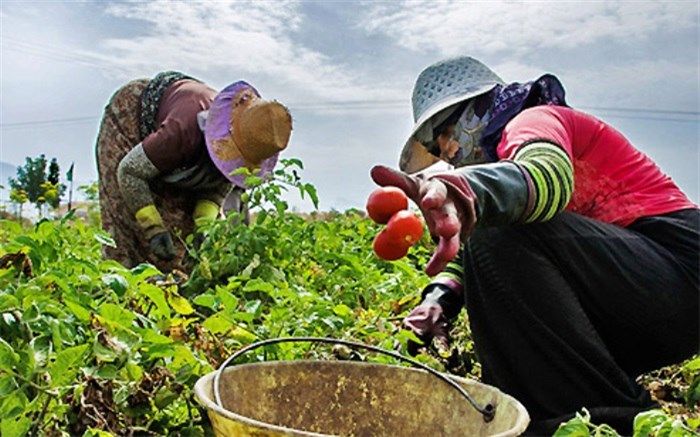 دیده نشدن؛ رنج مضاعف زنان کارگر فصلی در مازندران