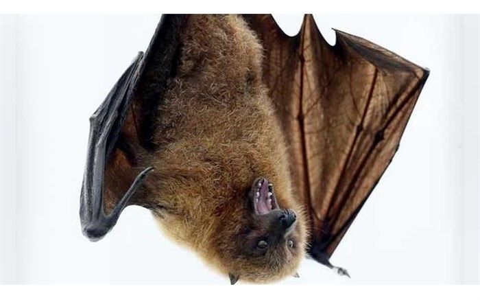 کشف ویروس مرگبار در خفاش