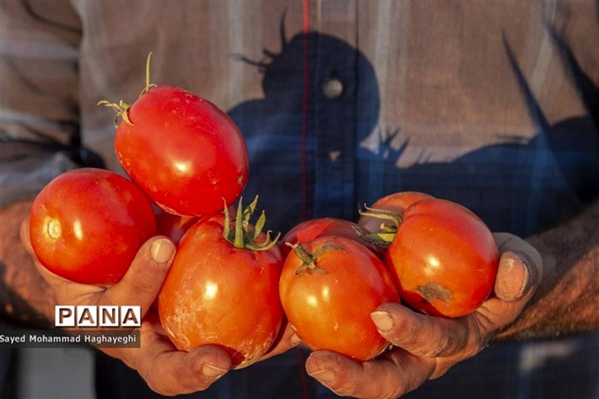 ۴۴تن گوجه فرنگی قاچاق در گمرک پرویزخان کشف شد
