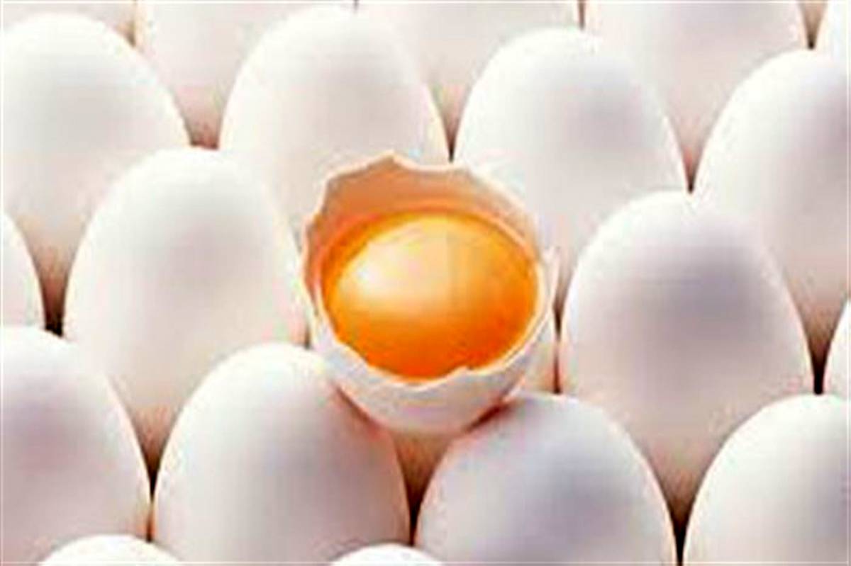 ۱۰ هزار تن تخم مرغ در مرغداری های شهرستان آبیک تولید شد