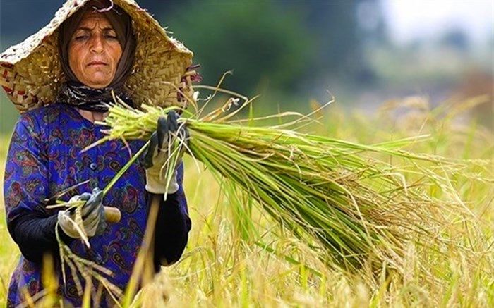 مشاور رئیس سازمان جهاد کشاورزی مازندران: روزانه سه میلیارد تومان تسهیلات به کشاورزان پرداخت می‌شود