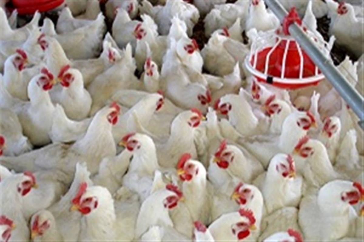 تولید ۹۰۰ تن مرغ بدون آنتی بیوتیک در آذربایجان غربی