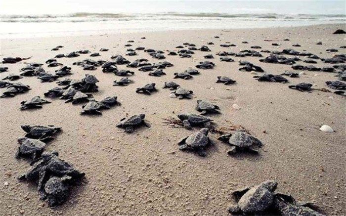 برنامه اقدام ملی حفاظت لاک‌پشت‌های دریایی تدوین می‌شود