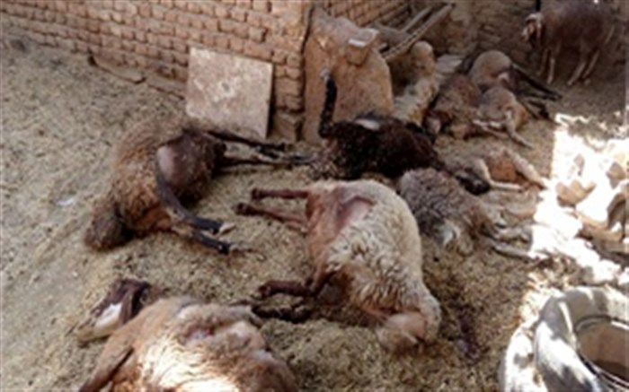 حمله گرگ گرسنه به گوسفندان در روستای علی آباد تقاب