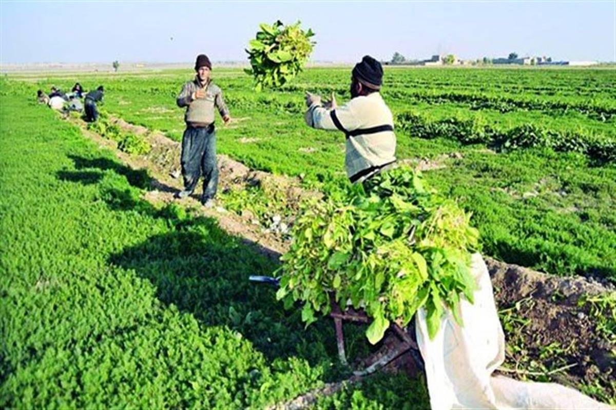 سرمایه گذاری در بخش کشاورزی موجب ایجاد اشتغال پایدار در استان