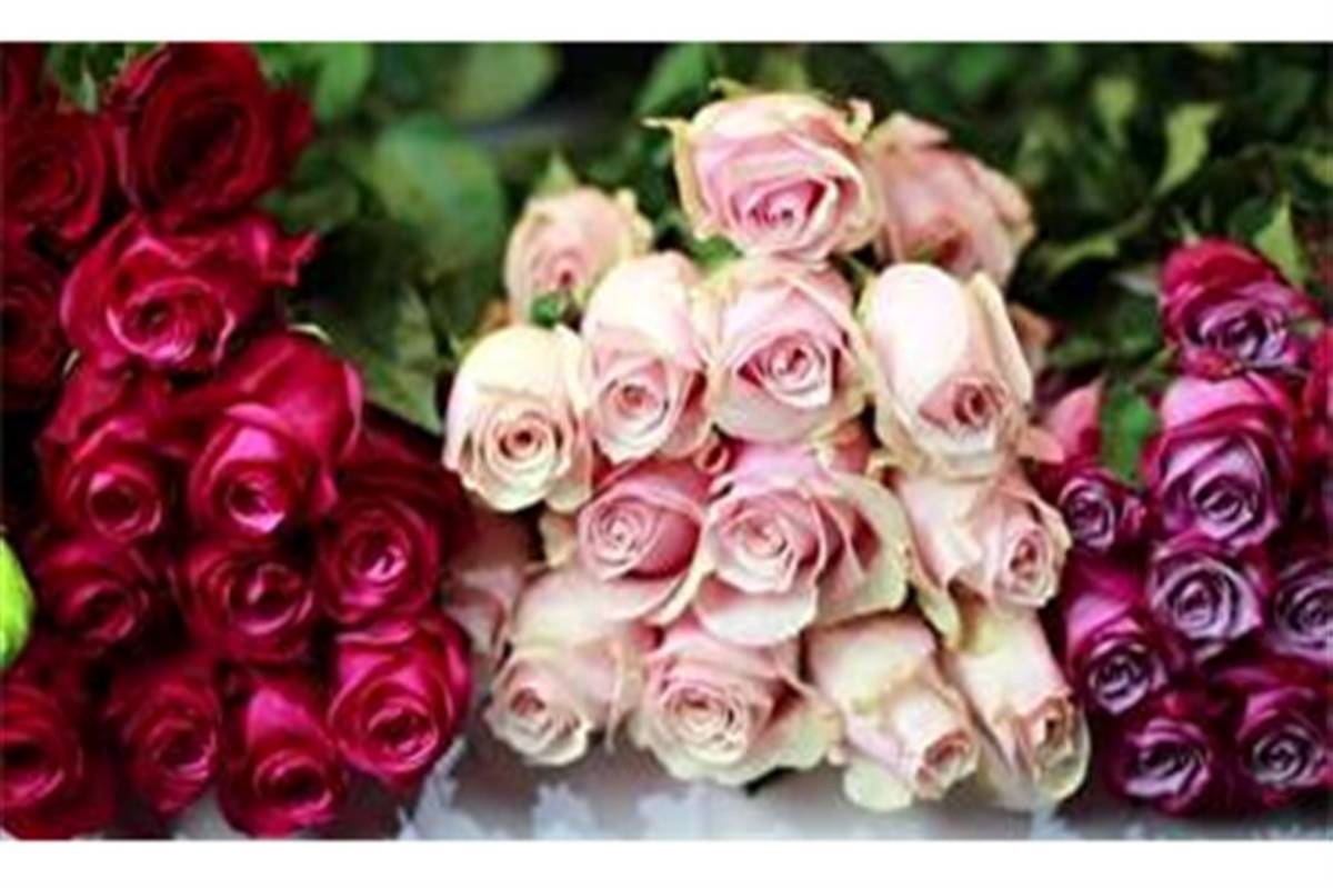 تولید سالانه بیش از یک میلیون شاخه گل رزهلندی دراستان اردبیل