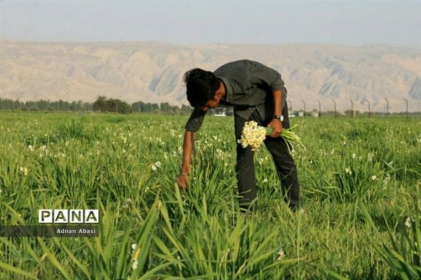 برداشت گل نرگس در گله‌دار فارس