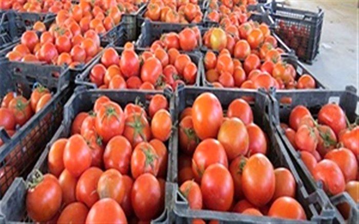 کشف گوجه فرنگی قاچاق در مرز سردشت
