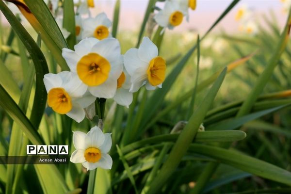 جشنواره گل نرگس در نوآباد  شهرستان مهر