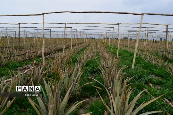 بهره‌برداری از مزرعه کاشت گیاه دارویی آلوئه‌ورا در شهرستان مُهر