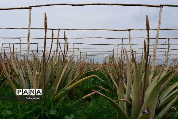 بهره‌برداری از مزرعه کاشت گیاه دارویی آلوئه‌ورا در شهرستان مُهر