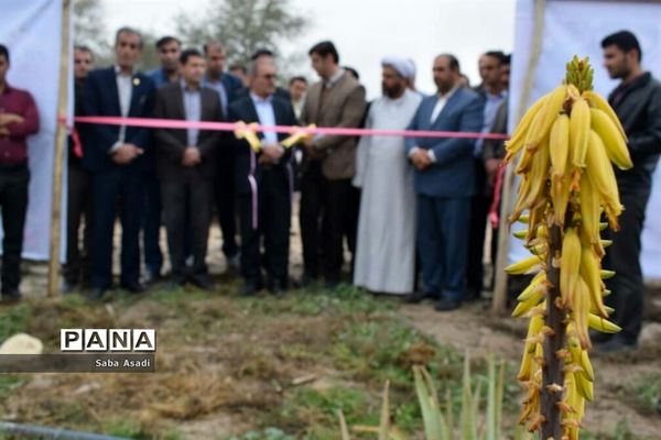 بهره‌برداری از مزرعه کاشت گیاه دارویی آلوئه‌ورا در شهرستان مُهر