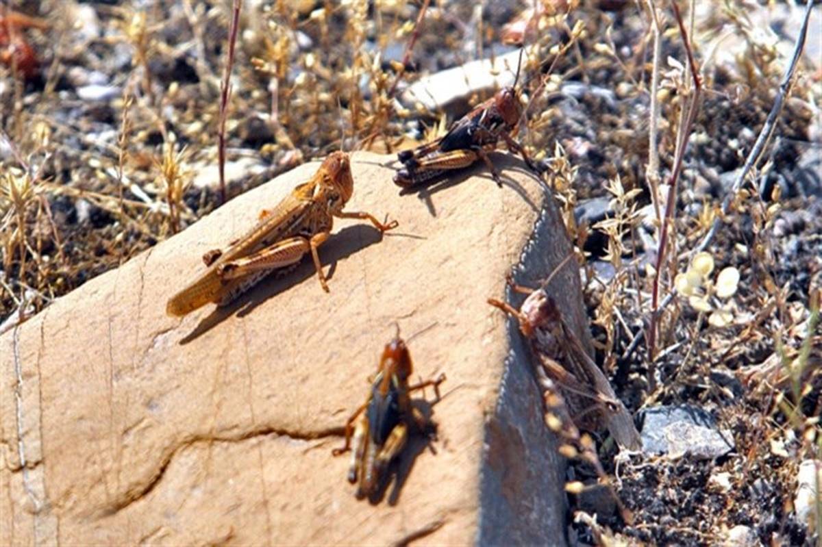 ملخ صحرایی در راه جنوب سیستان و بلوچستان