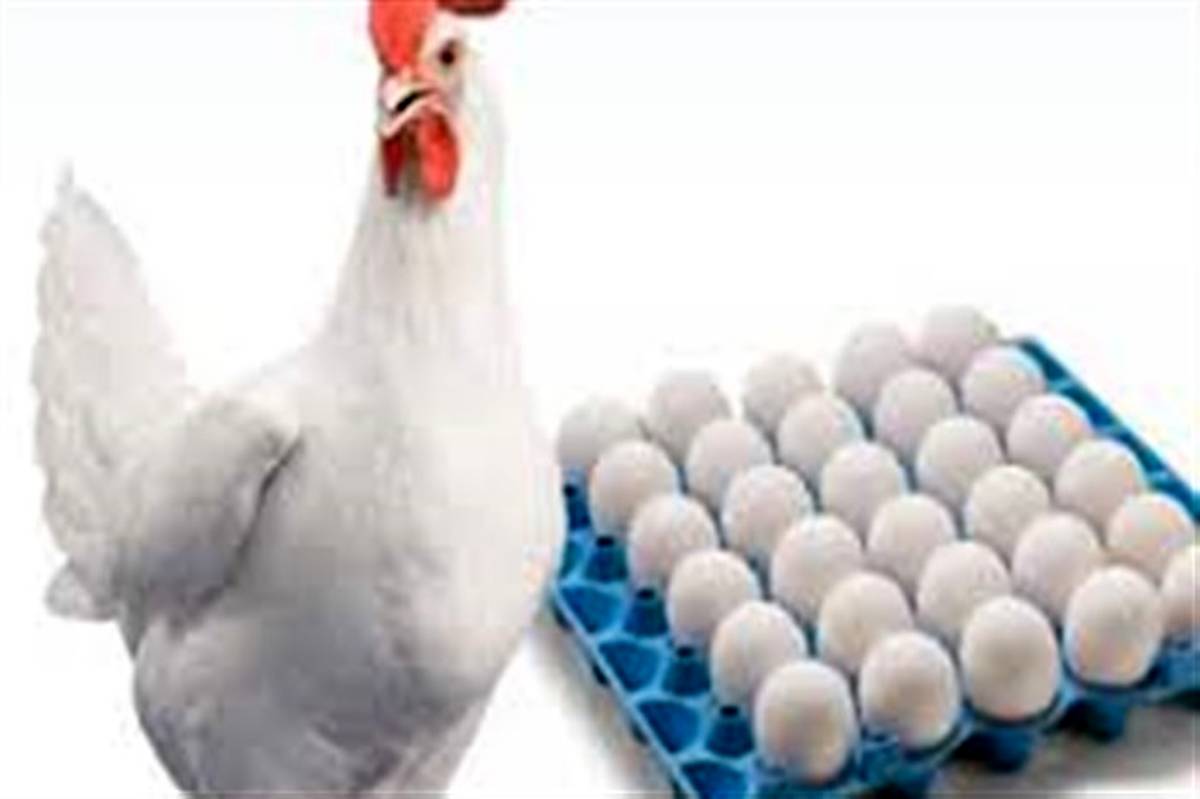 65 درصد تخم مرغ مصرفی آذربایجان غربی وارداتی است