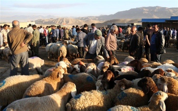 معاون اقتصادی استاندار آذربایجان شرقی: هرگونه خرید و فروش و جابجایی دام زنده فاقد پلاک ممنوع است