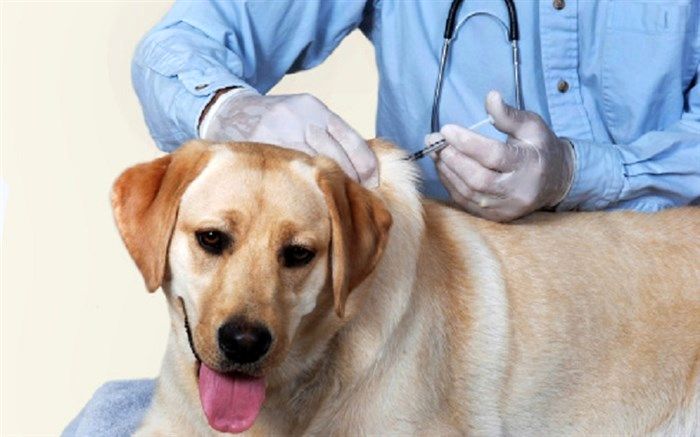 1600 قلاده سگ در خوی علیه بیماری هاری واکسینه شد