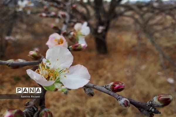 شکوفه‌های زمستانی