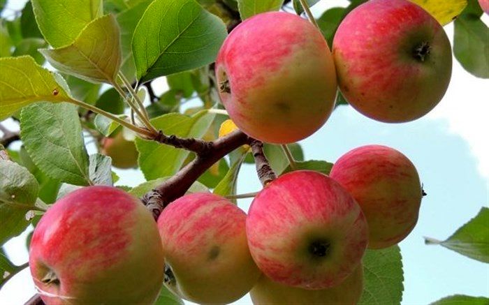 کمبود سیب در قطب تولید سیب کشور