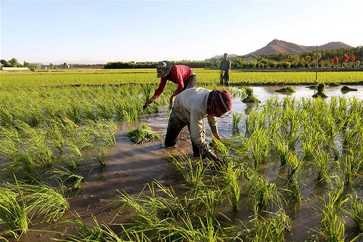 اعلام شرایط کاشت برنج در فارس