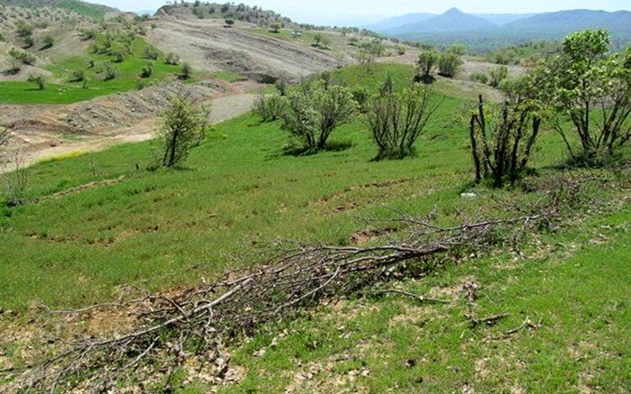 4000 اصله نهال طی هفته منابع طبیعی در پیرانشهر کاشته می شود