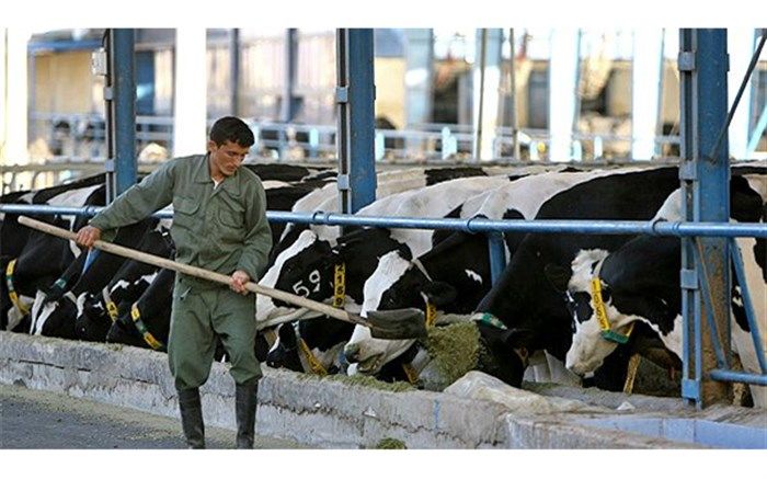 معاون قضایی دادستان  قم: از صدور هرگونه اجرائیه علیه کشاورزان و دامداران خسارت دیده خودداری شود