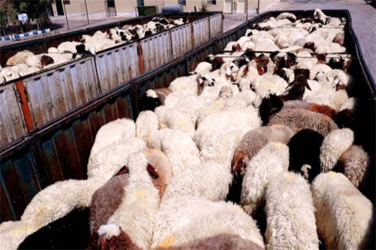 رشد ۲۰ درصدی میزان گوسفند و بز موجود در دامداری‌ها نسبت به مهر امسال