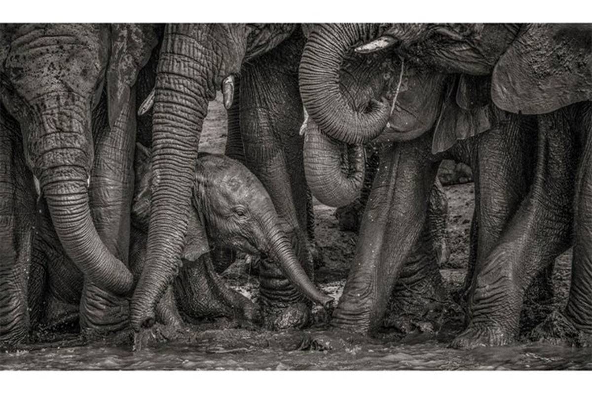 حمام گِل فیل‌ها در عکس روز نشنال جئوگرافیک