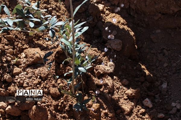 درختکاری دانش‌آموزان پیشتاز در بیمارستان پیوند اعضاء شیراز