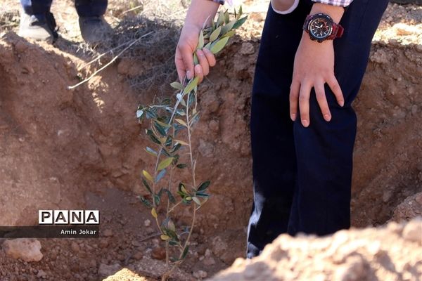 درختکاری دانش‌آموزان پیشتاز در بیمارستان پیوند اعضاء شیراز