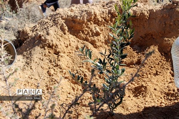 درختکاری دانش‌آموزان پیشتاز در بیمارستان پیوند اعضاء شیراز