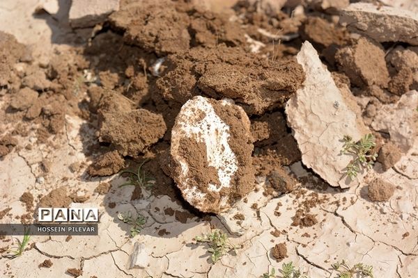 برداشت قارچ از مزارع و صحراهای شهرستان خوسف