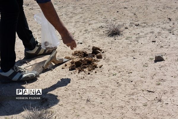 برداشت قارچ از مزارع و صحراهای شهرستان خوسف