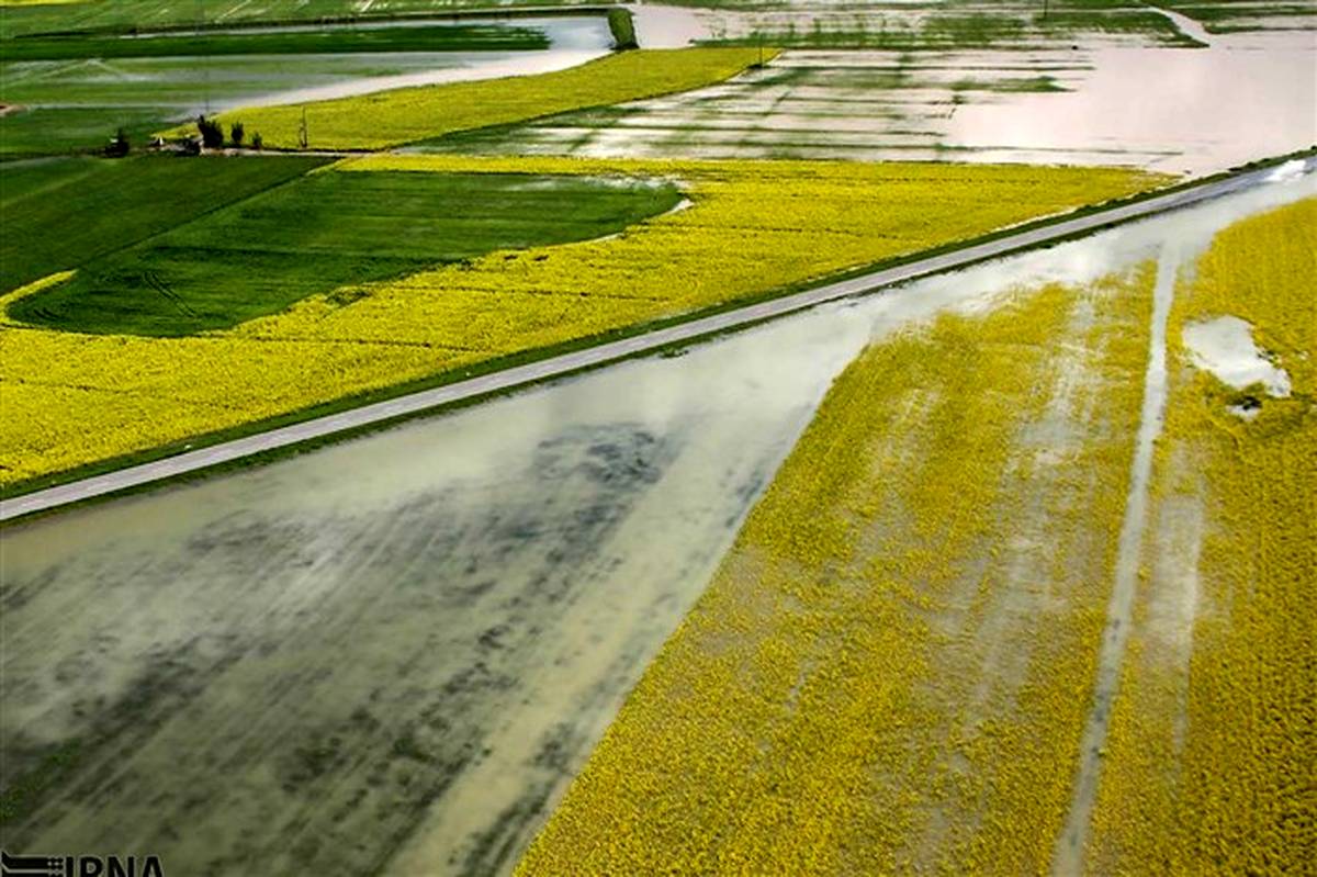 حجتی: سیل بیش از 500 میلیارد تومان به کشاورزی مازندران خسارت زد