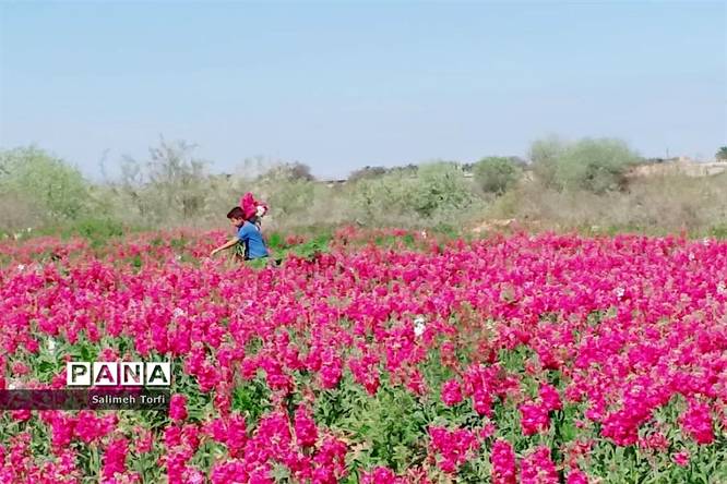برداشت گل شببو و همیشهبهار در روستای شبیشه شهرستان حمیدیه