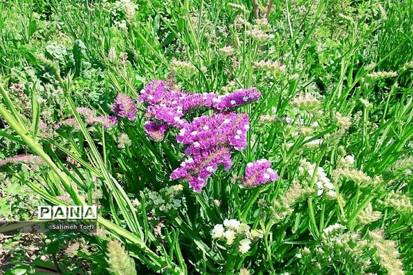 برداشت گل شب‌بو و همیشه‌بهار در روستای شبیشه شهرستان حمیدیه