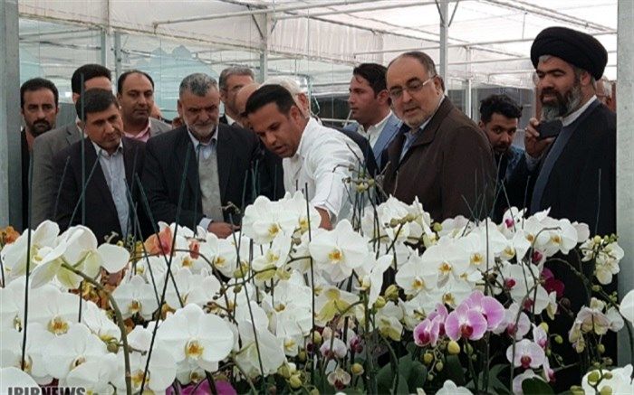 وزیر جهادکشاورزی: صادرات پنج کوزه گل ارکیده معادل یک بشکه نفت برای کشور ارز آوری دارد