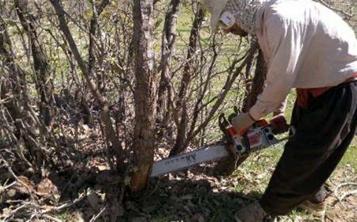 اجرای طرح حفاظت از درختان جنگلی در فارس