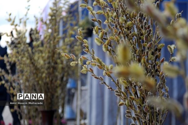 آغاز دومین جشنواره بیدمشک در ارومیه