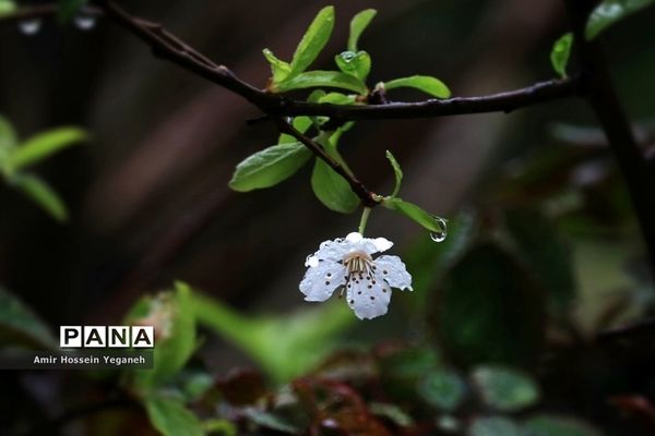 شکوفه‌های بهاری با طراوت باران