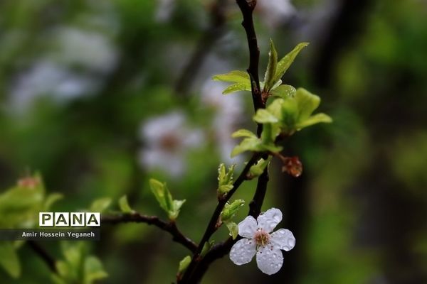 شکوفه‌های بهاری با طراوت باران