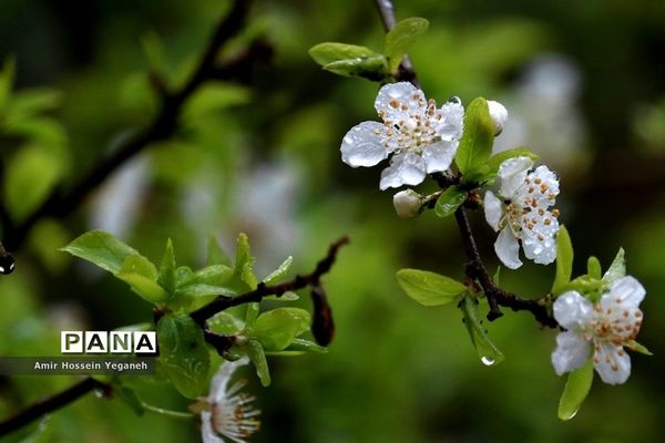 شکوفه‌های بهاری با طراوت باران