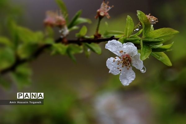 شکوفه‌های بهاری با طراوت باران