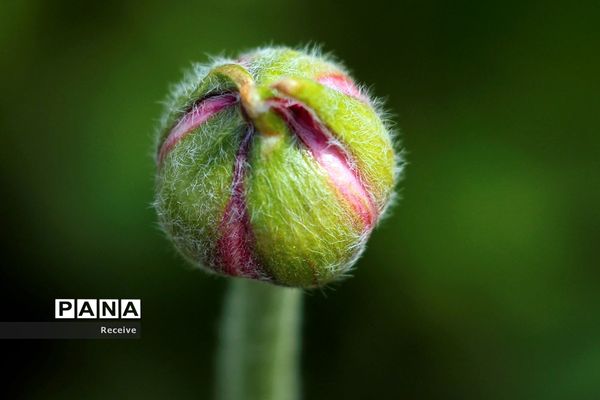 شروع فصل بهار در نیم کره شمالی