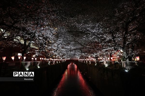 شروع فصل بهار در نیم کره شمالی